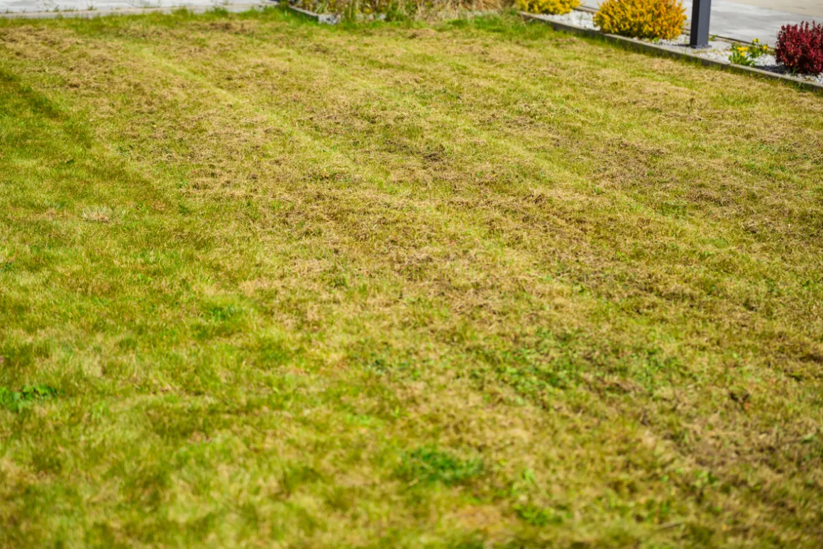 CEDRUS WR02 R WERTYKULATOR SPALINOWY DO TRAWY AREATOR 6 KM NOŻE WAHLIWE - EWIMAX - OFICJALNY DYSTRYBUTOR - AUTORYZOWANY DEALER CEDRUS